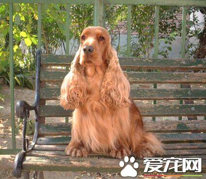 英国可卡犬能长多大 公犬身高能长到39到41厘米