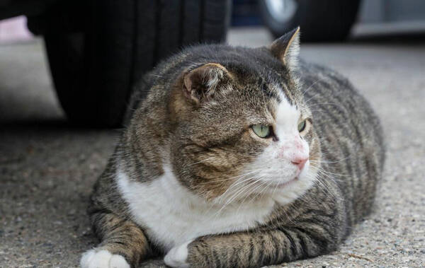 猫鼻涕白色的东西