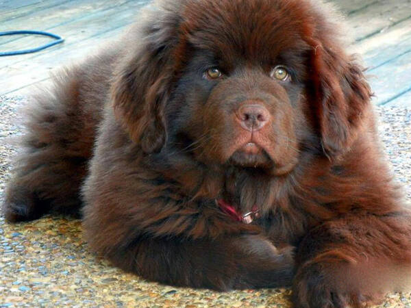 藏獒最佳训练时间及训练方法,藏獒