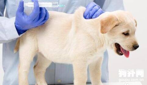 狗狗预防接种- 狗狗打疫苗的注意事项