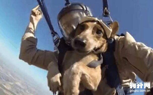 宠主带爱犬挑战跳伞，这才叫实力坑狗啊！