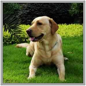 最好的导盲犬是金毛犬和拉布拉多犬