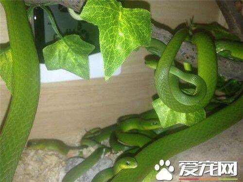 翠青蛇怎么养 翠青蛇喜欢阴凉潮湿的环境