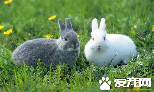 兔子的鼻子像什么呢 兔子的鼻子是扁扁的