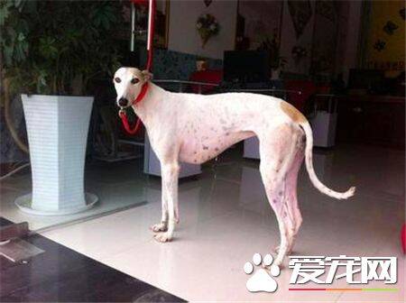 灵缇犬的介绍 标准灵缇犬的外表特征