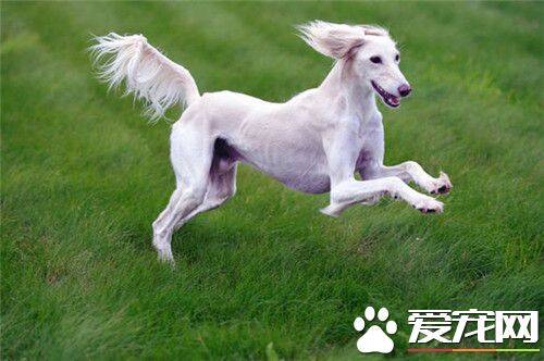 萨路基猎犬能跑多快 都说是世界上最快的狗