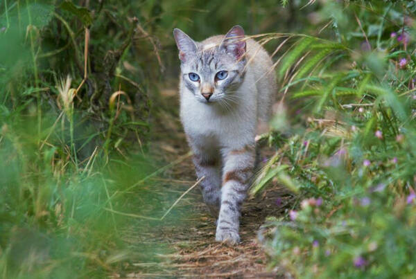 猫有跳蚤的表现