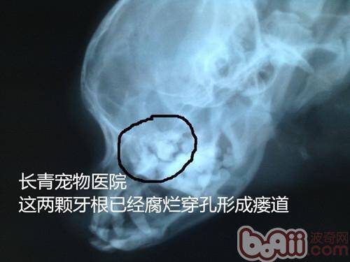 犬猫牙龈炎牙根腐烂导致的颜面瘘