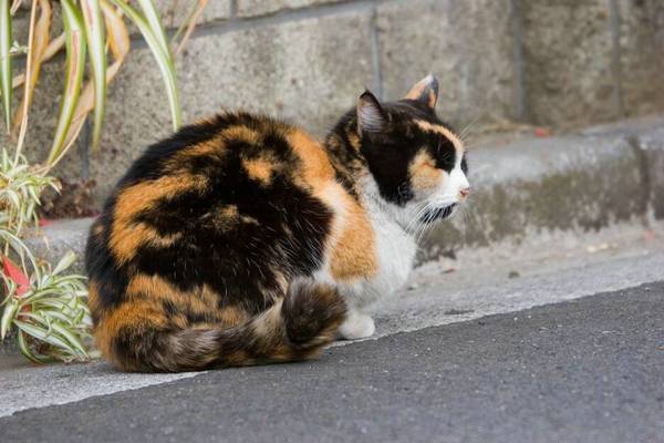 猫的背部肌肉一抽一抽