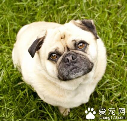 沙皮狗能长多大 该犬是属于中型犬