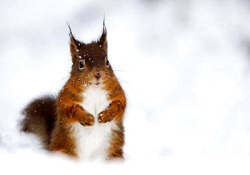 雪地松鼠多少钱一只？雪地松鼠市场价格