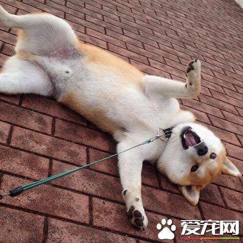 柴犬可以吃什么蔬菜 柴犬能吃的蔬菜有很多