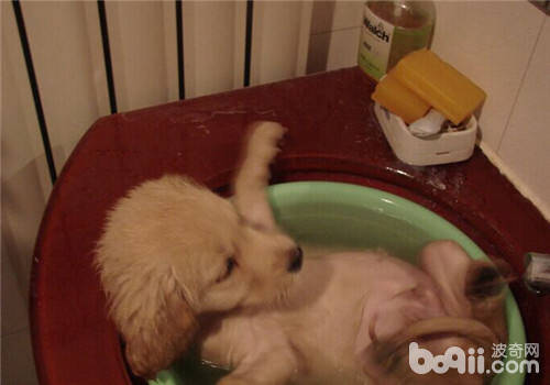 狗狗患了高血压怎么办