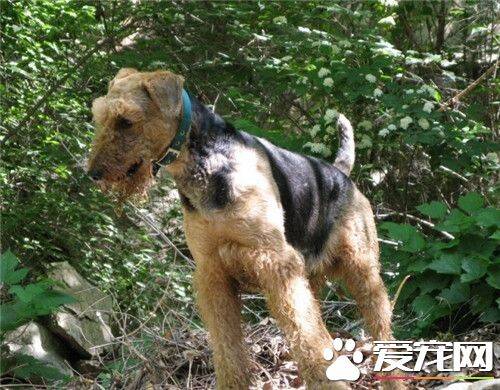 万能梗成犬多大 公的万能梗在58到61厘米