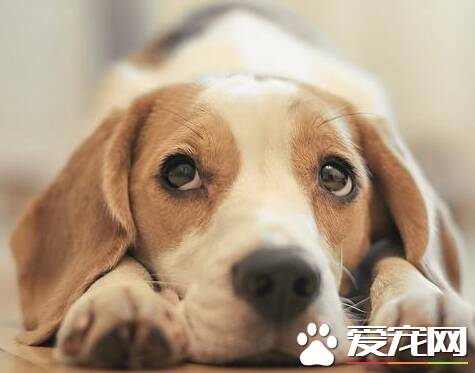 如何防止比格犬咬东西 要当着比格犬的面说不行