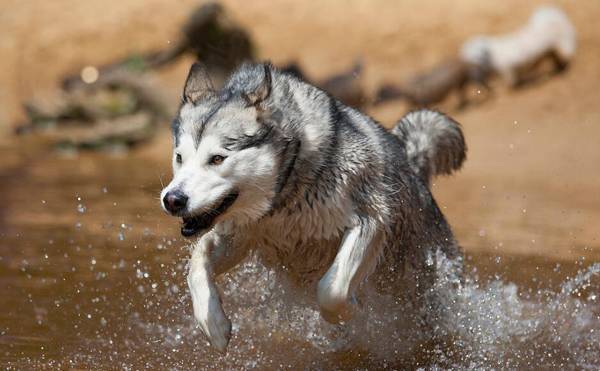 和哈士奇很像的狗