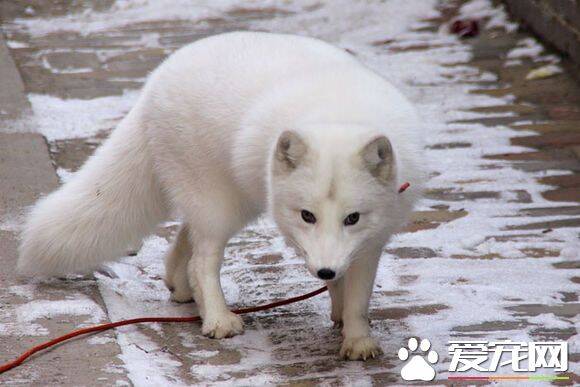 适合家养的狐狸 三种适合家养的宠物狐狸