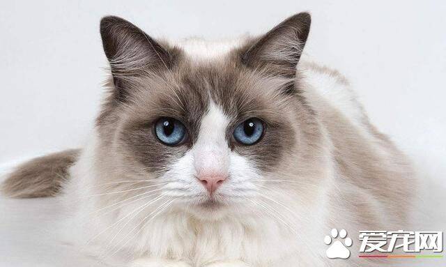 布偶猫能长到多少斤  成年的布偶猫有多重