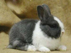 荷兰兔的品貌特征