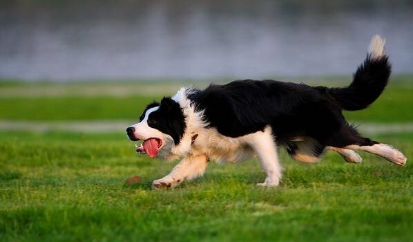 边境牧羊犬的训练方法-  边境牧羊犬随行训练