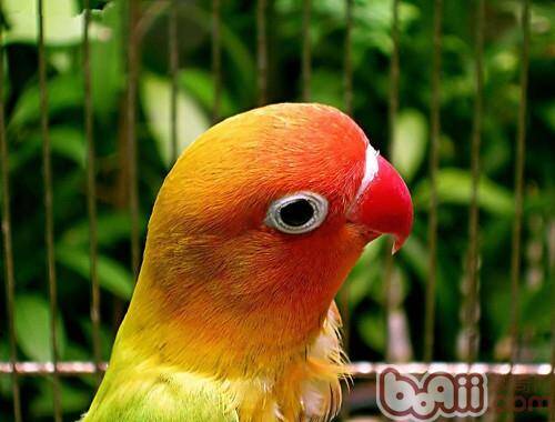 均衡营养的鹦鹉饲料