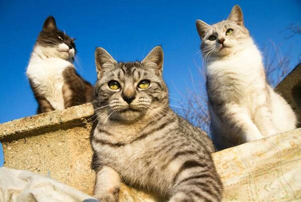 一个月大小猫误吃猫砂
