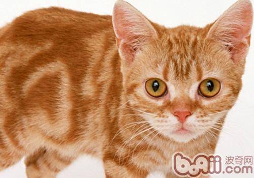 美国硬毛猫的品种简介