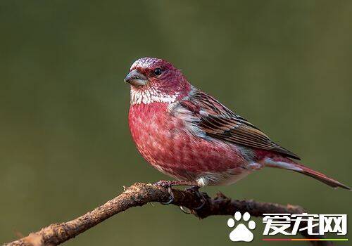 北朱雀叫声 北朱雀的声音是短促的低哨音