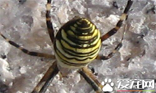 蜘蛛的寿命有多长 一般为八个月到两年