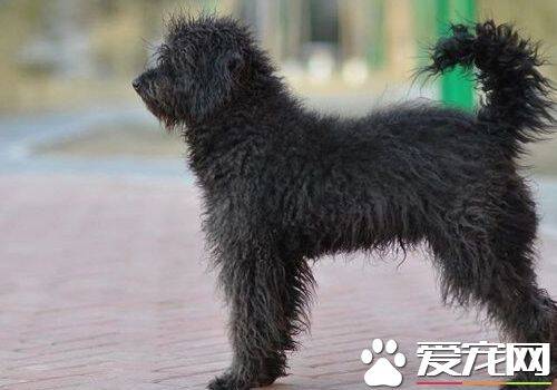 波利犬为什么卷毛 波利犬被毛的护理方法