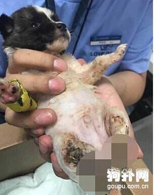 小奶狗被人撕断后腿，坚强挺过截肢手术