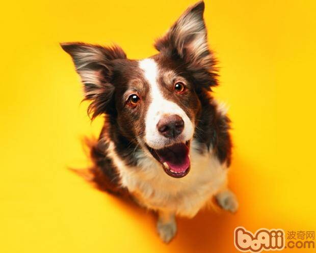 给狗狗洗澡需要的清洁工具