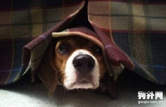 犬腹水症症状- 狗狗腹水症原因|诊断|预防及治疗方法