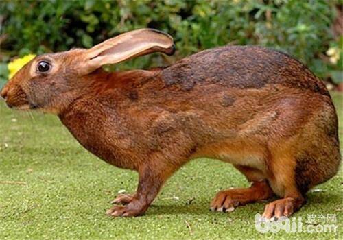 兔兔饲料中添加葡萄糖的好处