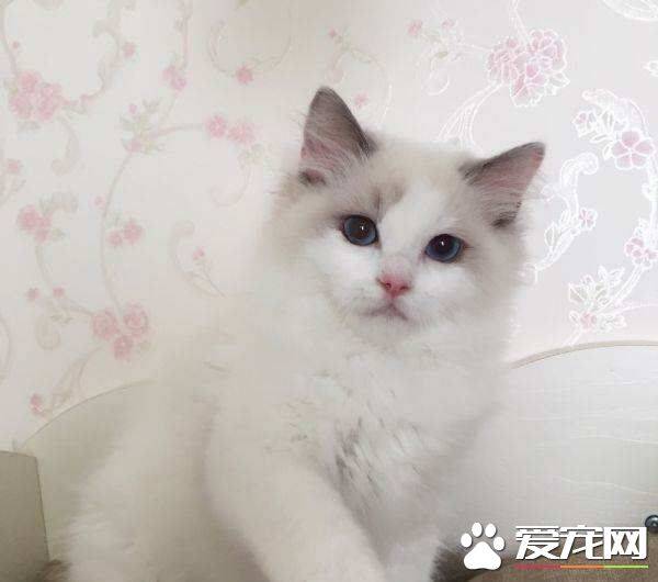 不满背的布偶猫就不好吗 不满背的布偶猫是什么意思