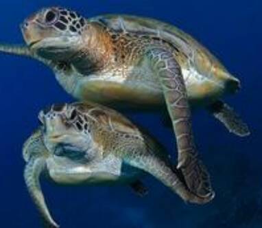 绿海龟什么时间产蛋 一年可产卵数次