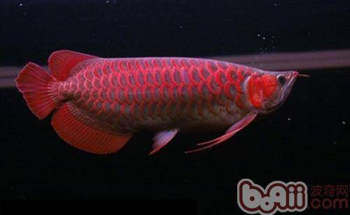 红龙幼鱼如何鉴别体型