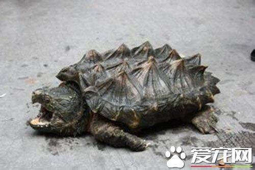 养乌龟放多少水 水只要高过龟的背壳即可