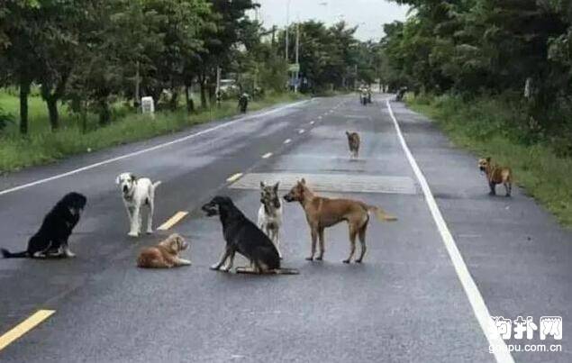 十来只狗狗聚集在马路中央不走，如此挡道到底是为啥？