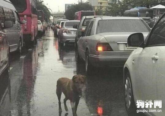 狗狗冒雨扒车，苦寻主人无果，失望的眼神让人心酸