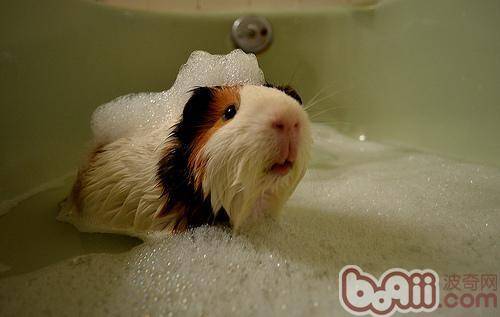 为荷兰猪洗澡的注意事项