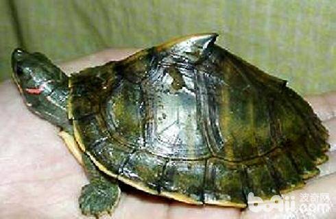 乌龟的种类介绍，市面上最常见的乌龟