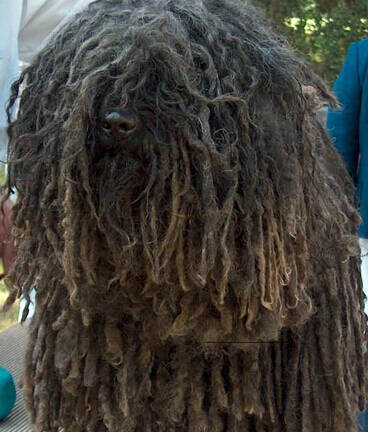 波利犬的特点 特别忠实于主人