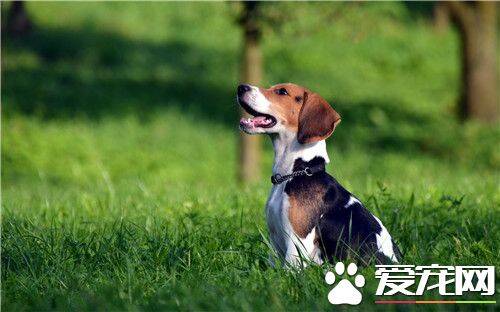 比格犬脖子周长 比格犬脖子周长在12到18