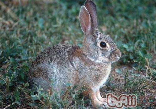 沙漠棉尾兔的生活环境