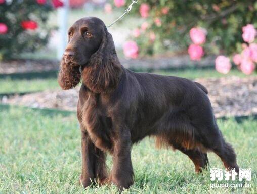田野小猎犬怎么看纯不纯,教你挑选田野小猎犬的技巧
