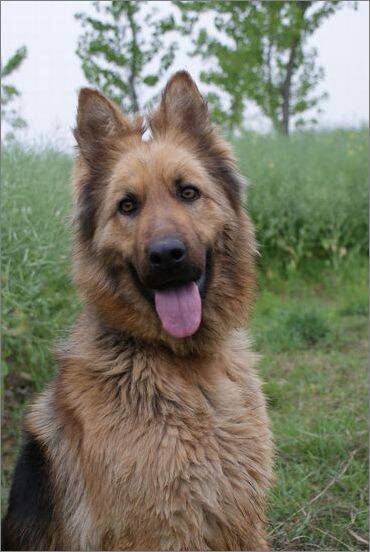 德国牧羊犬训练方法,德国牧羊犬幼犬的训练方法