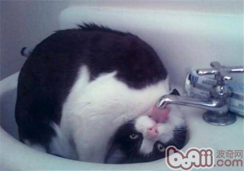 教你如何处理猫咪喝的水