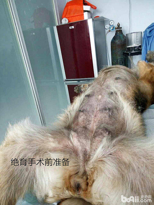 犬几种病例的伤口处理