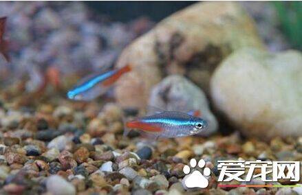红绿灯鱼混养 可以和小型温和热带鱼混养